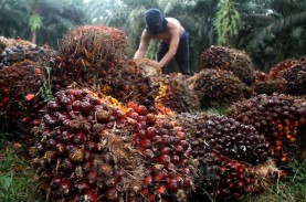 Naik Lagi, Pekan Ini Harga Sawit Riau Rp3.470,52 per Kg