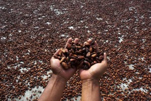 Diserang Hama, Harga Kakao di Tingkat Petani Alami Penurunan