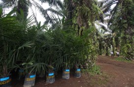 Realisasi Rendah, DPRD Riau Minta Dinas Perkebunan Dampingi Masyarakat Selama Replanting Sawit