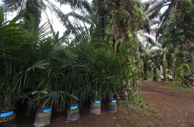 Realisasi Rendah, DPRD Riau Minta Dinas Perkebunan Dampingi Masyarakat Selama Replanting Sawit