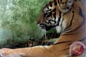 Viral Video Harimau Sumatera Hadang Eskavator di Perkebunan Sawit, BKSDA: Habitatnya Terganggu