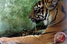 Viral Video Harimau Sumatera Hadang Eskavator di Perkebunan…