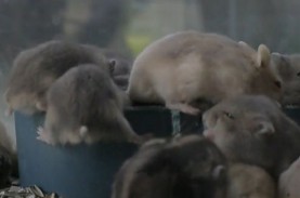 Seekor Hamster Positif Covid-19, Hong Kong Musnahkan…