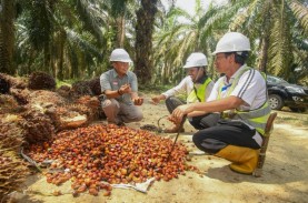 Pecah Rekor Lagi, Sawit Riau Dijual Rp3.533,81 per Kg