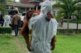 Aparat Diminta Usut Asal-usul Orangutan di Rumah Bupati…