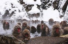 Sensasi Berendam Air Panas Bersama Monyet di Jigokudani Monkey Park