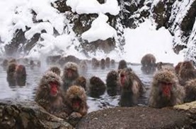 Sensasi Berendam Air Panas Bersama Monyet di Jigokudani…