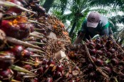 Produksi CPO Indonesia pada 2022 Diramal Naik, Semester I Jadi Penentu