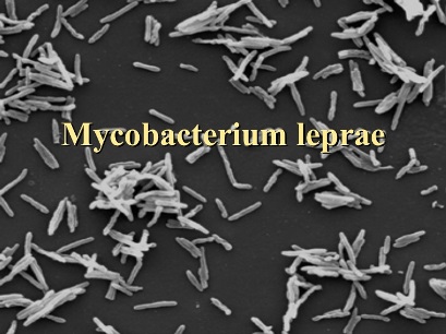 Bakteri Mycobacterium leprae penyebab kusta - slideshare.net