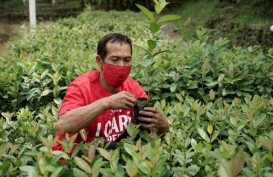 CCEP Kembangkan Coca Cola Forest di Jateng 