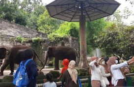 Tahun Baru Imlek, 10.301 Orang Kunjungi Taman Margasatwa Ragunan