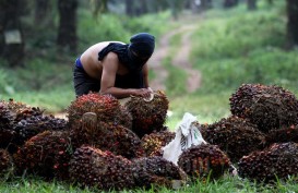 Pekan Ini Harga Sawit Riau Turun Tipis, Dijual Rp3.606,49 per Kg