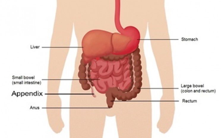 Pada sakit usus adalah usus terjadi bagian pada buntu radang gejalanya buntu perut Penyakit Usus