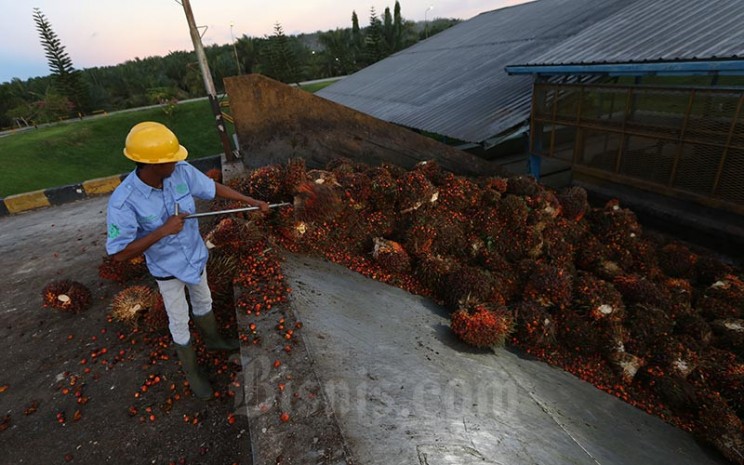 Petani membawa kelapa sawit hasil panen harian di kawasan Pangkalan Bun, Kalimantan Tengah, Rabu (11/5). Bisnis - Nurul Hidayat