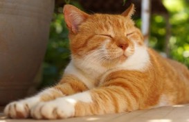 Sejarah Hari Ini: Peringatan Hari Nyan Nyan Nyan atau Hari Kucing di Jepang