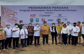Menko Airlangga: Peremajaan Sawit Rakyat Tahun Ini Ditargetkan 180.000 Hektare