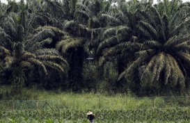 Dukung Peremajaan Sawit Petani Kecil di Riau, BRI Kucurkan Kredit PSR Rp1,7 Triliun