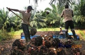Berdayakan Petani Sawit di Sambas, Musim Mas Luncurkan Smallholders Hub 