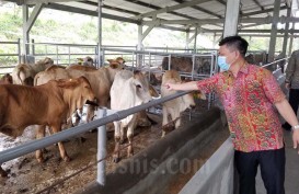 Pedagang Daging Mogok Jualan, Mentan SYL: Surplus Daging Sapi-Kerbau Capai 31.153 Ton