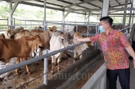 Pedagang Daging Mogok Jualan, Mentan SYL: Surplus…