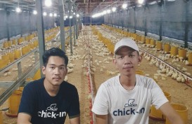 Perusahaan Rintisan Chickin Optimistis Cetak Cuan dari Ayam