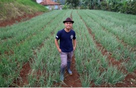 Jelajah Petani Milenial Juara: Ujang Bawa Bawang Merah Tembus Pasar Modern dan Luar Jawa