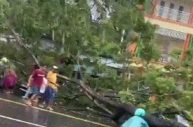 Dua Pengendara Tertimpa Pohon Tumbang saat Hujan Deras…
