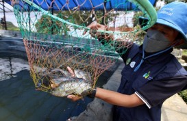 Jelajah Petani Milenial Juara: Budi Daya Ikan Nila Hitam Itu Cuan Tapi Tidak Mudah