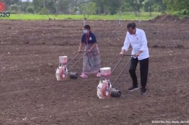 Tinjau Food Estate di Belu NTT, Jokowi: akan Diperluas…