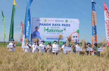 Program Makmur PKT Tingkatkan Hasil Padi Sidrap hingga 8,5 Ton per Hektare