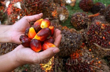 Naik Lagi, Pekan Ini Sawit Riau Dijual Rp3.866,45 per Kg