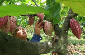 6 Kabupaten Adopsi Kakao Fermentasi Berkelanjutan Jembrana