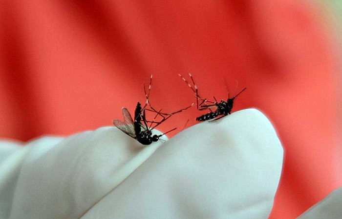 Petugas Dinas Kesehatan menunjukkan nyamuk saat melakukan kegiatan pemberantasan jentik nyamuk di kawasan kota Temanggung, Jawa Tengah, Rabu (6/2/2019). - ANTARA/Anis Efizudin