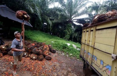 Terus Naik, Pekan Ini Sawit Riau Dijual Rp3.914,47 per Kg