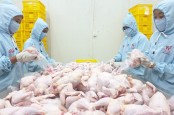 Persiapan Opor Ayam Lebaran, Analis Jagokan Saham Emiten Unggas JPFA dan WMUU