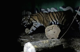 Populasi Harimau Sumatera di Jambi Lebih dari 183…