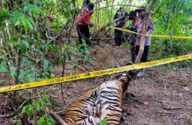 Dua Harimau Sumatra Ditemukan Mati di Aceh Timur