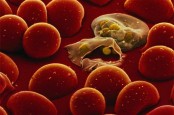 Kemenkes Targetkan Indonesia Harus Bebas Malaria pada 2030