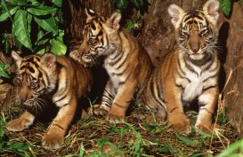 Miris, 3 Harimau Sumatra di Aceh Tewas Terjerat   