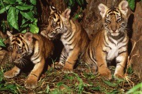 Miris, 3 Harimau Sumatra di Aceh Tewas Terjerat  