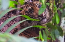 Mengawal Janji Pemerintah Tuntaskan Kasus Jerat Maut 3 Ekor Harimau di Aceh