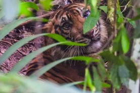 Kasus Kematian 3 Harimau, WALHI Aceh Minta PT Aloer…