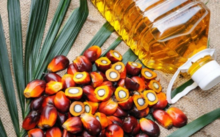 Ilustrasi Refined, bleached, and deodorized (RBD) palm oil sebagai bahan baku minyak goreng -  The Edge Markets