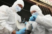 Covid-19 Belum Berakhir, Kini Muncul Infeksi Flu Burung H3N8 di China