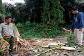 BBKSDA Riau Temukan Jejak Gajah Liar di Desa Teluk Sungkai Dekat Areal Perusahaan