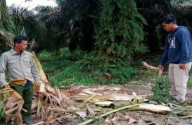 BBKSDA Riau Temukan Jejak Gajah Liar di Desa Teluk Sungkai Dekat Areal Perusahaan