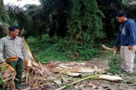 BBKSDA Riau Temukan Jejak Gajah Liar di Desa Teluk…