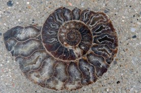 Fosil Berusia 66 Juta Tahun Ditemukan di Area Mal…