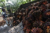 Lebaran Usai, Harga Sawit Riau Anjlok Jadi Rp2.947,58 per Kg