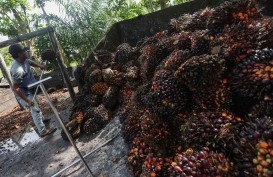 Lebaran Usai, Harga Sawit Riau Anjlok Jadi Rp2.947,58 per Kg